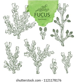 Collection of fucus: fucus seaweed, sea grapes. Brown algae. Edible seaweed. Vector hand drawn illustration.