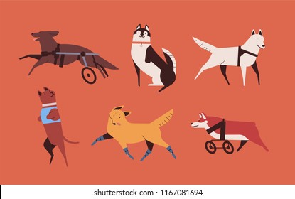 Collection of funny disabled dogs isolated on orange background. Bundle of happy domestic animals or pets with prosthetic limbs or artificial legs. Colorful vector illustration in flat cartoon style.