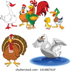 collection of funny farm birds, vector and illustration
