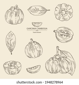 Collection of garcinia cambogia: garcinia fruts and leaves. Super food. Vector hand drawn illustration.