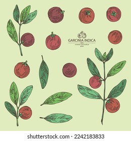 Collection of garcinia indica: garcinia indica plant, leaves and garcinia indica fruits. Vrikshamla. Cosmetic, perfumery and medical plant. Vector hand drawn illustration