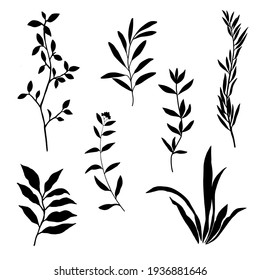 Collection of garden and field plants with leaves vector illustration isolated on white background print for patterns and decoration.