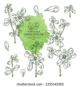 Collection of garden purslane: purslane flowering branch and leaves. Portulaca. Cosmetic and medical plant. Vector hand drawn illustration
