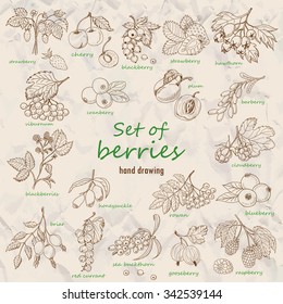 Collection of garden and wild berries. Vector  illustration for your design 