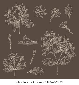 Collection of gardenia taitensis: tiare plant, leaves and gardenia taitensis flowers. Gardenia tahitian, tiare tree flower . Cosmetic, perfumery and medical plant. Vector hand drawn