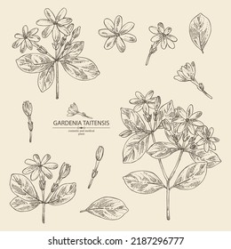 Colección de gardenia taitensis: planta tiare, hojas y gardenia taitensis flores. Gardenia tahitiana, flor de tiare tree. Cosmética, perfumería y planta médica. Dibujo manual del vector