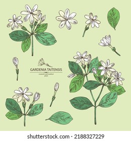 Colección de gardenia taitensis: planta tiare, hojas y gardenia taitensis flores. Gardenia tahitiana, flor de tiare tree. Cosmética, perfumería y planta médica. Dibujo manual del vector