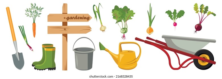 A collection of gardening tools. Illustration of gardening in summer. A set of vector elements: shovel, watering can, bucket, wheelbarrow, rubber boots, vegetables, beet, carrots, onions, radishes.Eco