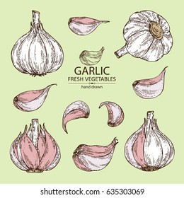 Collection of garlic. hand drawn.