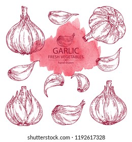 Collection of garlic. Vector hand drawn illustration