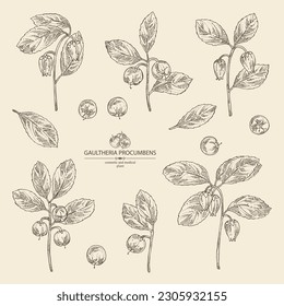 Collection of gaultheria procumbens: gaultheria procumbens plant, flowers and gaultheria procumbens berries. Cosmetic, perfumery and medical plant. Vector hand drawn illustration