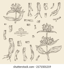 Collection of gentiana macrophylla: large leaf gentian plant, leaves, gentian flowers and gentiana macrophylla root. Cosmetic, perfumery and medical plant. Vector hand drawn illustration.