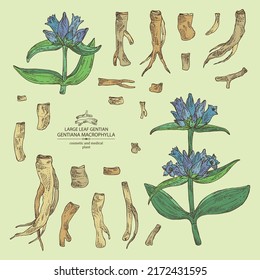 Collection of gentiana macrophylla: large leaf gentian plant, leaves, gentian flowers and gentiana macrophylla root. Cosmetic, perfumery and medical plant. Vector hand drawn illustration.