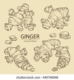 Collection of ginger. hand drawn