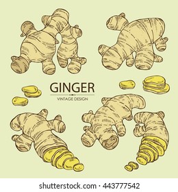 Collection of ginger. hand drawn