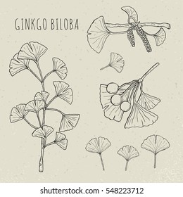 Collection ginkgo biloba branches with leaves, flowers, berries. Set medical, isolated botanical plant. Vector sketch hand drawn illustration.