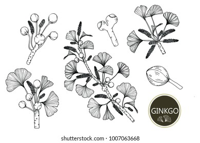 Collection ginkgo biloba branches with line-art on white backgrounds. Vector hand drawn illustration.