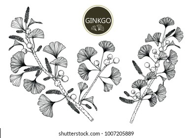 Collection ginkgo biloba branches with line-art on white backgrounds. Vector hand drawn illustration.