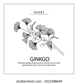 Collection ginkgo biloba branches with line-art on white backgrounds. Vector hand drawn illustration.