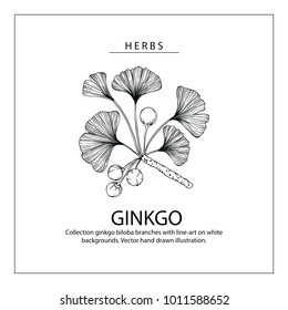 Collection ginkgo biloba branches with line-art on white backgrounds. Vector hand drawn illustration.