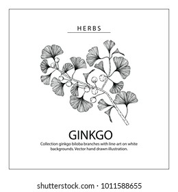 Collection ginkgo biloba branches with line-art on white backgrounds. Vector hand drawn illustration.