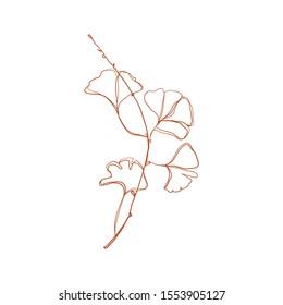 Collection ginkgo biloba branches with line-art on white backgrounds. Vector hand drawn illustration.