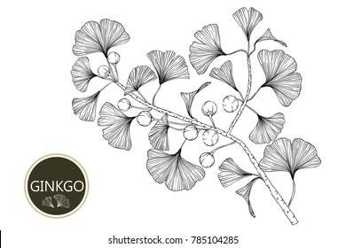 Coleção ginkgo biloba ramos com linha-art em fundos brancos. Ilustração desenhada à mão vetorial.