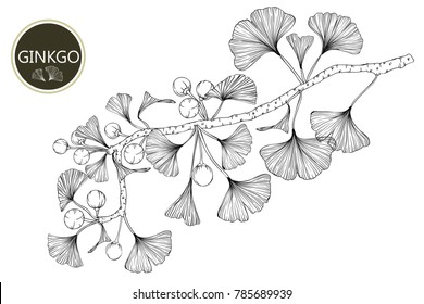 Collection ginkgo biloba branches with line-art on white backgrounds. Vector hand drawn illustration.