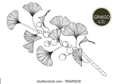 Collection ginkgo biloba branches with line-art on white backgrounds. Vector hand drawn illustration.