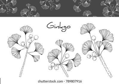 Collection ginkgo biloba branches with line-art on white backgrounds. Vector hand drawn illustration.