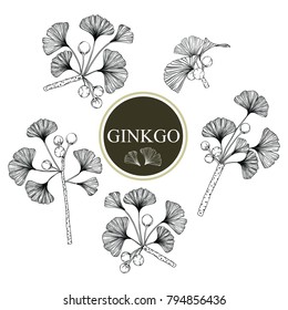 Collection ginkgo biloba branches with line-art on white backgrounds. Vector hand drawn illustration.
