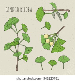 Collection ginkgo biloba  isolated leaves, on a branch berry . Set  medical, botanical plant. Vector sketch hand drawn illustration.
