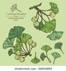 Collection of ginkgo: ginkgo leaves and selling. Cosmetics and medical plant. hand drawn