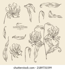 Collection of gloriosa superba: gloriosa superba plant, leaves and gloriosa superba flowers. Cosmetic, perfumery and medical plant. Vector hand drawn illustration