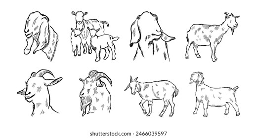 Collection of Goat line sketch logo in engraving style, hand drawn black and white vector illustration