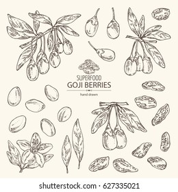 Collection of goji: plant, flower and goji berries. Superfood. Hand drawn