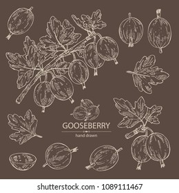 Collection of gooseberry: branch of gooseberry, berries and leaves. Vector hand drawn illustration. 