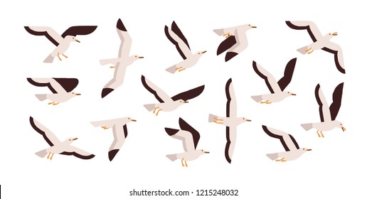 Collection of graceful flying seagulls isolated on white background. Set of ascending, descending and soaring gulls. Gorgeous bird or seabird. Colorful vector illustration in flat cartoon style.