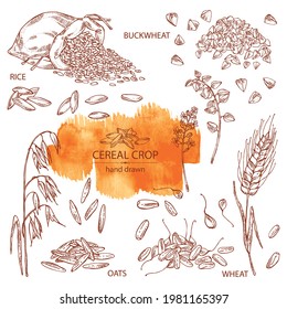 Collection of grains: oats, rice, buckwheat groats and wheat grain. Vector hand drawn illustration