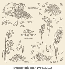 Collection of grains: oats, rice, buckwheat groats and wheat grain. Vector hand drawn illustration