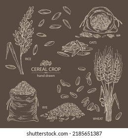 Collection of grains: oats, rice, rye grain and wheat grain. Vector hand drawn illustration