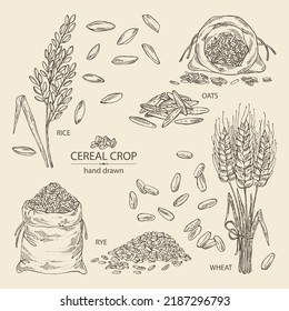 Collection of grains: oats, rice, rye grain and wheat grain. Vector hand drawn illustration