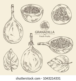 Collection of granadilla: fruit, granadilla slice and leaves. Vector hand drawn illustration.