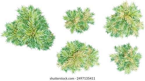 collection of Grape holly plants isolated on white background from top view