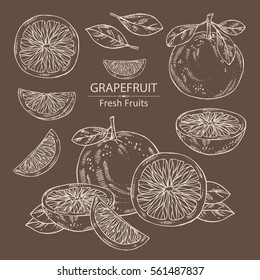 Collection of grapefruit and grapefruit slice. hand drawn.
