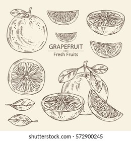 Collection Of Grapefruit And Grapefruit Slice. Hand Drawn.