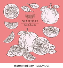 Collection Of Grapefruit And Grapefruit Slice. Hand Drawn