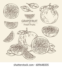 Collection Of Grapefruit And Grapefruit Slice. Hand Drawn