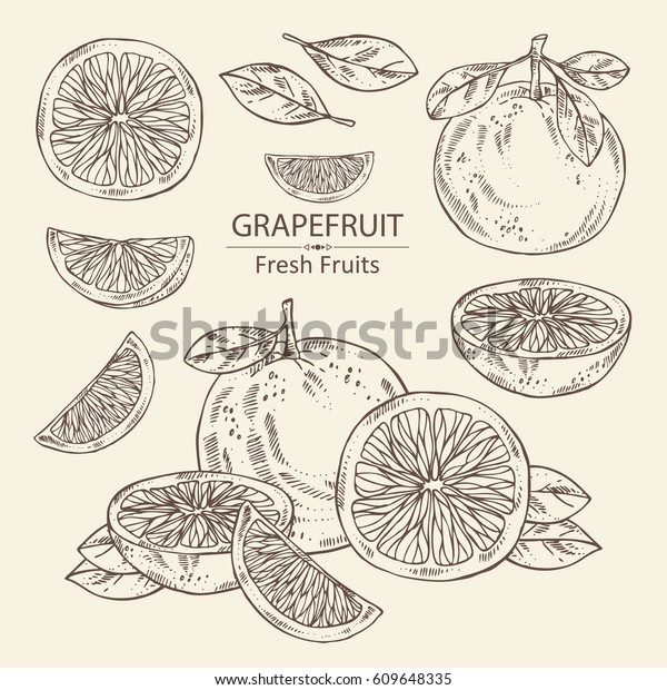 グレープフルーツとグレープフルーツのスライスのコレクション 手書きの のベクター画像素材 ロイヤリティフリー