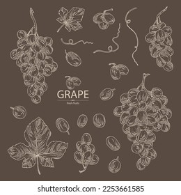 Entnahme von Trauben: Weintrauben, Weinblatt und Traubenzweig. Vektorgrafik, handgezeichnet.